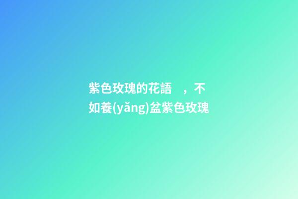 紫色玫瑰的花語，不如養(yǎng)盆紫色玫瑰